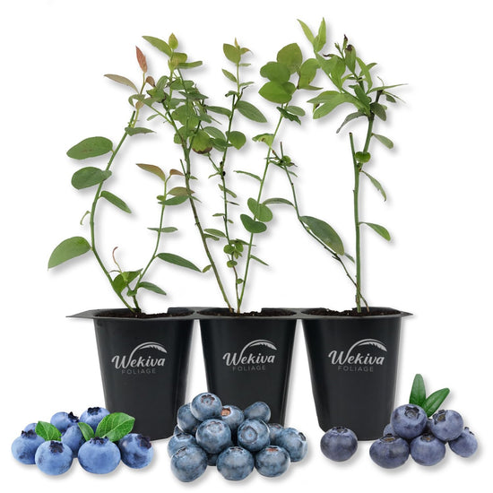 Blueberry Variety Pack - 3 Live Tissue Culture Starter Plants - Fruit Plant for Your Edible Garden