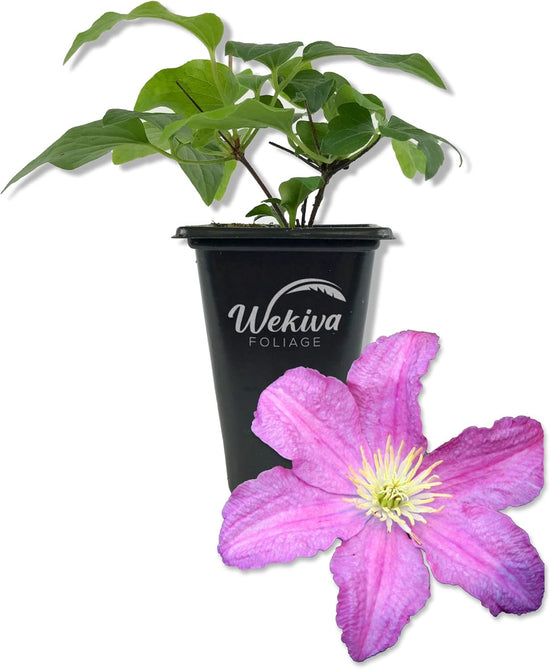 Clematis Comtesse De Bouchaud - Live Starter Plants in 2 Inch Growers Pots - Starter Plants Ready for The Garden - Rare Clematis for Collectors