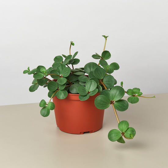 Peperomia Hope - Live Plants in 4 Inch Growers Pots - Peperomia Tetraphylla - Rare and Elegant Indoor Houseplant