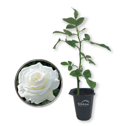 JFK Rose Bush - Live Starter Plants in 2 Inch Growers Pots - Beautifully Fragrant Hybrid Tea Rose - A Versatile Beauty with a Rich Fragrance