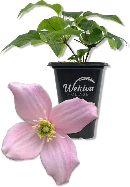 Clematis Montana Mayleen - Live Starter Plants in 2 Inch Growers Pots - Starter Plants Ready for The Garden - Rare Clematis for Collectors