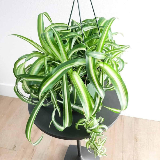 Bonnie Spider Plant - Live Plants in a 4 Inch Pot or Hanging Basket - Chlorophytum Comosum &