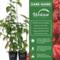 Suriname Cherry Plant - Live Tissue Culture Starter Plants - Eugenia Uniflora - Edible Fruit Bearing Tree for The Patio and Garden