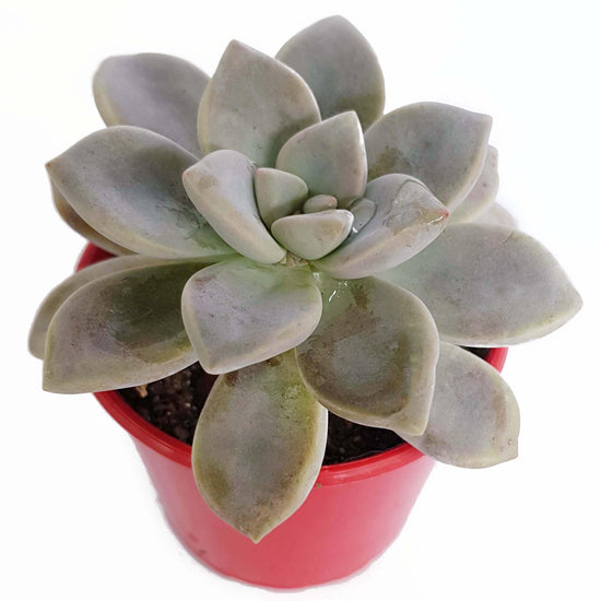 Ghost Plant - Live Starter Plants in 2 Inch Growers Pots - Graptopetalum Paraguyense - Rare and Beautiful Silvery Easy Care Succulent