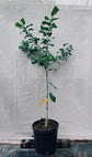 Harvey Lemon Tree - Live Plants in 1 Gallon Pots - Florida Only - Citrus Limon Harvey - Cannot Ship Out of Florida - Beautiful Fruit Tree for Patio and Garden