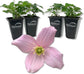 Clematis Montana Mayleen - Live Starter Plants in 2 Inch Growers Pots - Starter Plants Ready for The Garden - Rare Clematis for Collectors