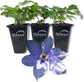 Clematis Parisienne - Live Starter Plants in 2 Inch Growers Pots - Starter Plants Ready for The Garden - Rare Clematis for Collectors