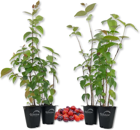 Suriname Cherry Plant - Live Tissue Culture Starter Plants - Eugenia Uniflora - Edible Fruit Bearing Tree for The Patio and Garden