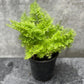 Cotton Candy Fern - Live Plant in a 6 Inch Grower&