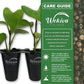 Black Pepper Plant - Live Starter Vines in 2 Inch Growers Pots - Piper Nigrum - Grow Your Own Spices in The Garden