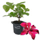 Clematis Huvi - Live Starter Plants in 2 Inch Growers Pots - Starter Plants Ready for The Garden - Beautiful Scarlet Flowering Vine