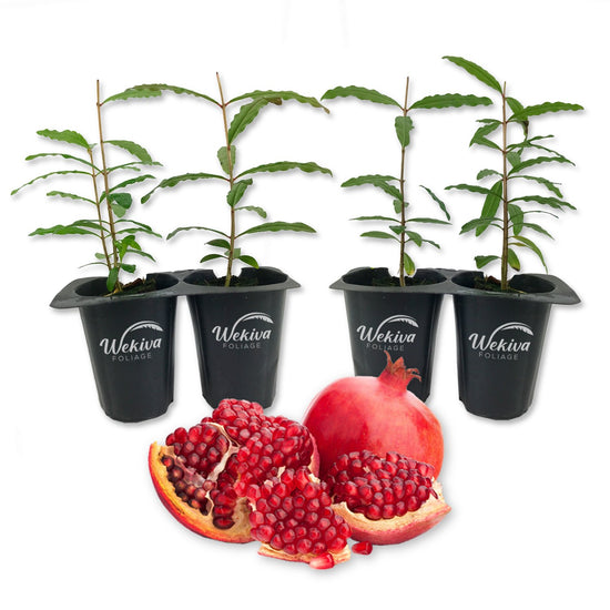 Pomegranate Tree - 4 Live Tissue Culture Starter Plants - Edible Fruit Bearing Tree for The Patio and Garden