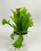 Elkhorn Fern - Live Plant in a 6 Inch Grower&