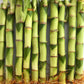 Lucky Indoor Bamboo for Blessings of Powerful Health and Success - 21 Live Stalks - Ships Bare Root - Air Purifying Feng-Shui Zen Garden Houseplants