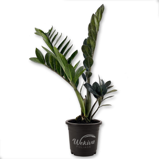 Black Raven ZZ Plant - Live Plant in a 4 Inch Growers Pot - Zamioculcas Zamiifolia - Beautiful Rare and Exotic Easy Care Houseplant