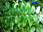 Tiger Stripe Fern - Variegated - Live Plant in a 6 Inch Grower&