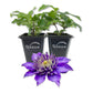 Clematis Multi Blue - Live Starter Plants in 2 Inch Growers Pots - Starter Plants Ready for The Garden - Rare Clematis for Collectors