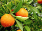 Vernia Orange Tree - Live Plants in 1 Gallon Pots - Florida Only - Cannot Ship Out of Florida - Beautiful Fruit Tree for Patio and Garden