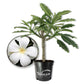 Plumeria Tree - Frangipani - Live Plants in 3 Gallon Grower&