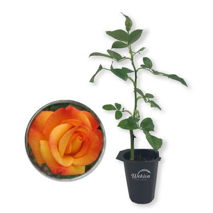 Rio Samba Rose Bush - Live Starter Plants in 2 Inch Pots - Beautifully Fragrant Heirloom Rose from Florida - A Versatile Beauty with a Rich Fragrance