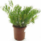 Coontie Palm - Live Starter Plants in Liners - Zamia Floridana - Rare Ornamental Palms of Florida