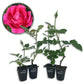 Grande Dame Rose Bush - Live Starter Plants in 2 Inch Growers Pots - Beautifully Fragrant Hybrid Tea Rose - A Versatile Beauty with a Rich Fragrance