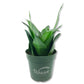 Black Jade Snake Plant - Live Plants in 4 Inch Growers Pots - Sansevieria Trifasciata &