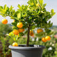 Navel Orange Tree - Live Plant in a 5 Gallon Pot - 2-3 Feet Tall - Florida Only - Cannot Ship Out of Florida - Beautiful Fruit Tree for Patio and Garden