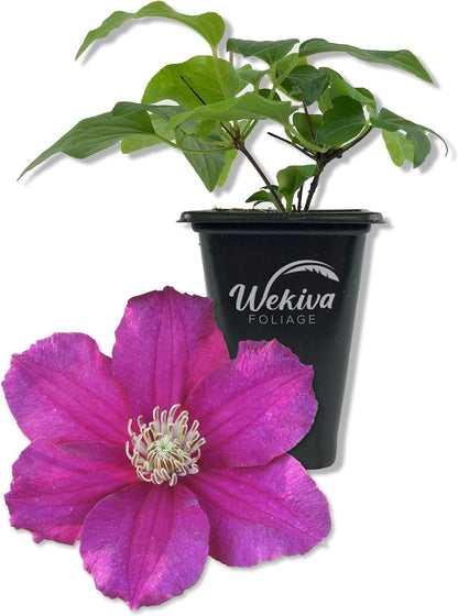 Clematis Cardinal Wyzynski - Live Starter Plants in 2 Inch Growers Pots - Starter Plants Ready for The Garden - Rare Clematis for Collectors