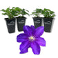 Clematis Duchess of Cornwall - Live Starter Plants in 2 Inch Growers Pots - Starter Plants Ready for The Garden - Rare Clematis for Collectors