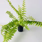 Tiger Stripe Fern - Variegated - Live Starter Plants in 4 Inch Grower&