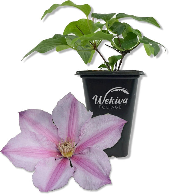 Clematis Sally - Live Starter Plants in 2 Inch Growers Pots - Starter Plants Ready for The Garden - Rare Clematis for Collectors