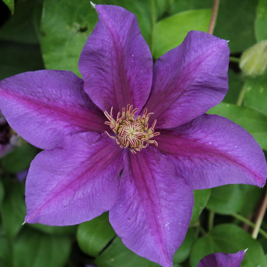 Clematis Reiman - Live Plants in 4 Inch Growers Pots - Clematis &