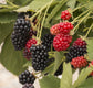 Blackberry Plant - 4 Live Starter Plants - Rubus - Fruit Trees for The Patio and Garden