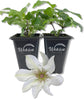 Clematis Kitty - Live Starter Plants in 2 Inch Growers Pots - Starter Plants Ready for The Garden - Rare Clematis for Collectors