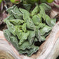 Crinkle Leaf Plant - Live Starter Plants in 2 Inch Growers Pots - Adromischus Cristatus - Rare and Decorative Compact Easy Care Succulent