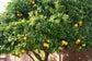 Rio Red Grapefruit Tree - Live Plant in a 5 Gallon Pot - 2-3 Feet Tall - Florida Only - Cannot Ship Out of Florida - Beautiful Fruit Tree for Patio and Garden