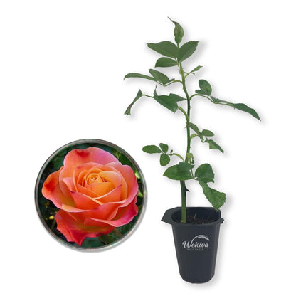 Colorific Rose Bush - Live Starter Plants in 2 Inch Growers Pots - Beautifully Fragrant Floribunda Rose - A Versatile Beauty with a Rich Fragrance