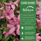 Clematis Giselle - Live Starter Plants in 2 Inch Growers Pots - Starter Plants Ready for The Garden - Rare Clematis for Collectors