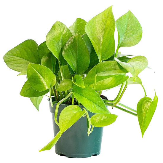 Jade Pothos - Live Plant in a 6 Inch Pot - Epipremnum Aureum &