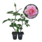 Tiffany Rose Bush - Live Starter Plants in 2 Inch Pots - Beautifully Fragrant Heirloom Rose from Florida - A Versatile Beauty with a Rich Fragrance