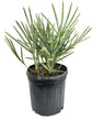 Silver Saw Palmetto - Live Plants in 4 Inch Growers Pots - Serenoa Repens ‘Silver’ - Native Ornamental Palms from Florida