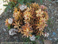 Copper Sedum Plant - Live Starter Plants in 2 Inch Growers Pots - Sedum Nussbaumerianum - Rare and Colorful Easy Care Succulent