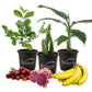 Fruit Medley Trio - 3 Live Plants in 4 Inch Pots - One Each of Banana Tree, Dragon Fruit, and Barbados Cherry Tree for Your Edible Garden