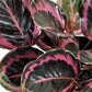 Calathea Dottie - Live Plants in 4 Inch Growers Pots - Calathea Roseopicta &