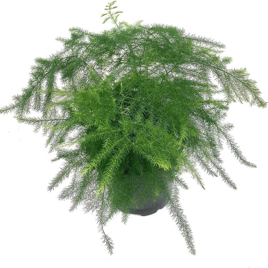 Asparagus Fern - Live Plants in 4 Inch Pots - Asparagus Plumosus Setaceus - Rare and Exotic Ferns from Florida - Beautiful Clean Air Indoor Outdoor Ferns