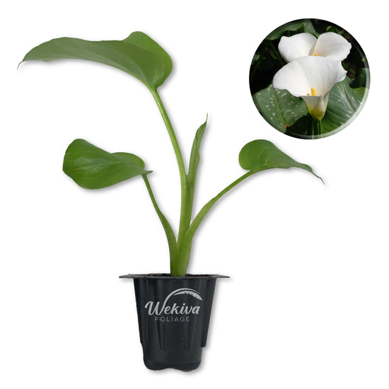 White Giant Calla Lily - Live Starter Plants in 2 Inch Pots - Zantedeschia Aethiopica - Elegant Low Maintenance Air Purifying Flowering Indoor Outdoor