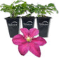 Clematis Niobe - Live Starter Plants in 2 Inch Growers Pots - Starter Plants Ready for The Garden - Rare Clematis for Collectors