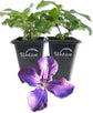 Clematis Polish Spirit - Live Starter Plants in 2 Inch Growers Pots - Starter Plants Ready for The Garden - Rare Clematis for Collectors