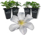 Clematis Huldine - Live Starter Plants in 2 Inch Growers Pots - Starter Plants Ready for The Garden - Rare Clematis for Collectors